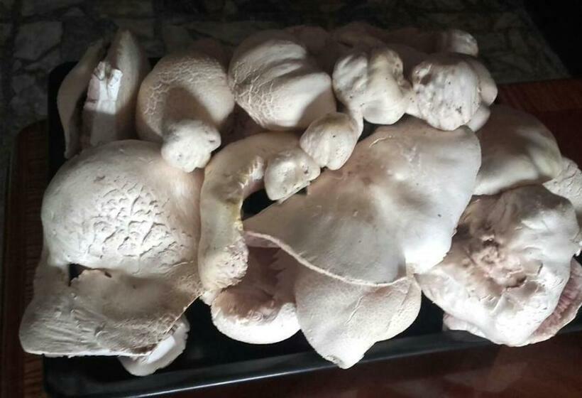 בית מלון כפרי Termes