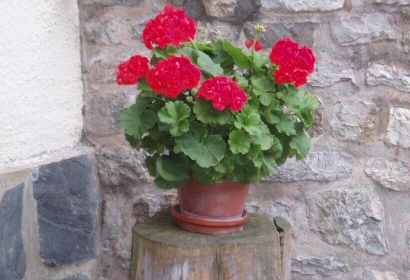 Hostal Rita Belvedere