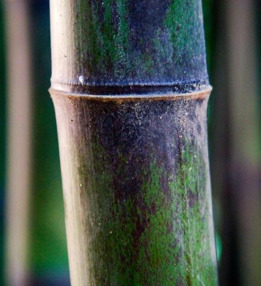 Balneario Hotel Dávila