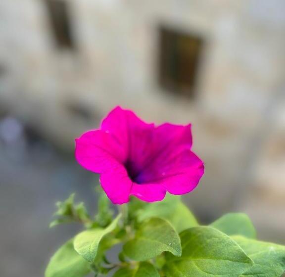 בית מלון כפרי Casa Celsa Barbantes