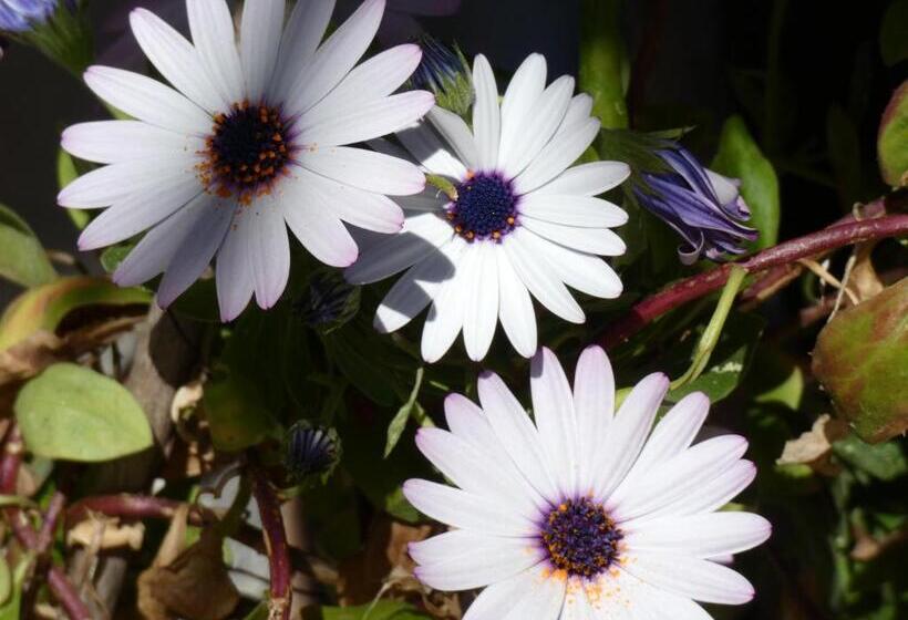 Hostal Port Fornells