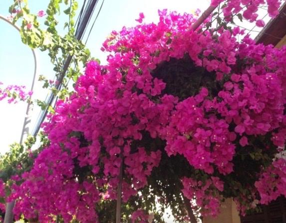 Хостел Sol Port Soller