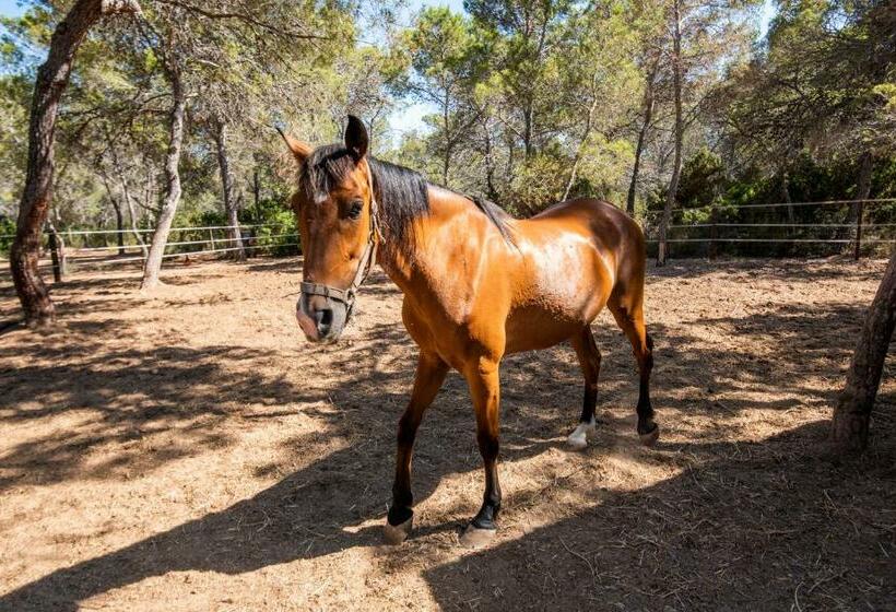 ホテル Hostal Cala Boix