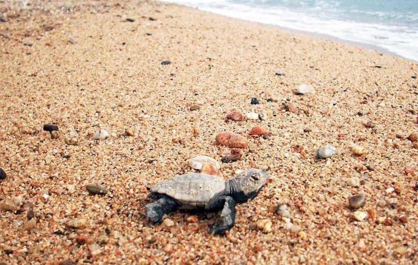 בית מלון כפרי Blue Spot