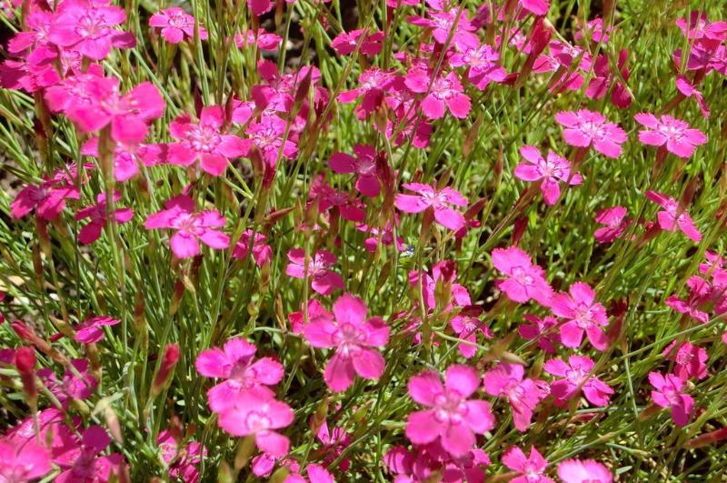 Erika Boutiquehotel Kitzbühel