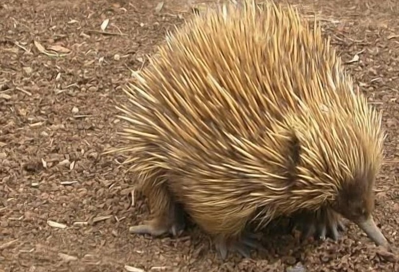 هتل Wanderers Rest Of Kangaroo Island