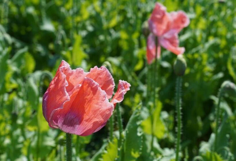 Schlosshotel Rosenau Superior