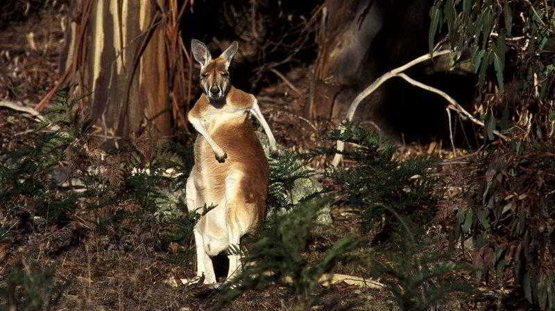 בית מלון כפרי Alpine Motor Inn