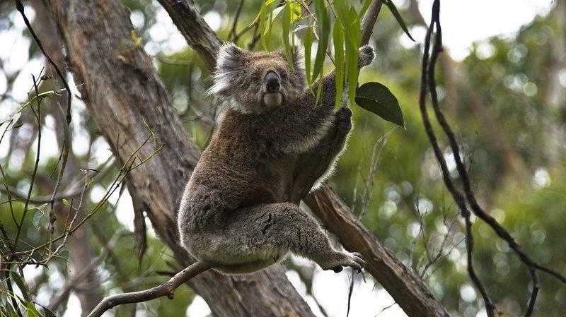 בית מלון כפרי Alpine Motor Inn