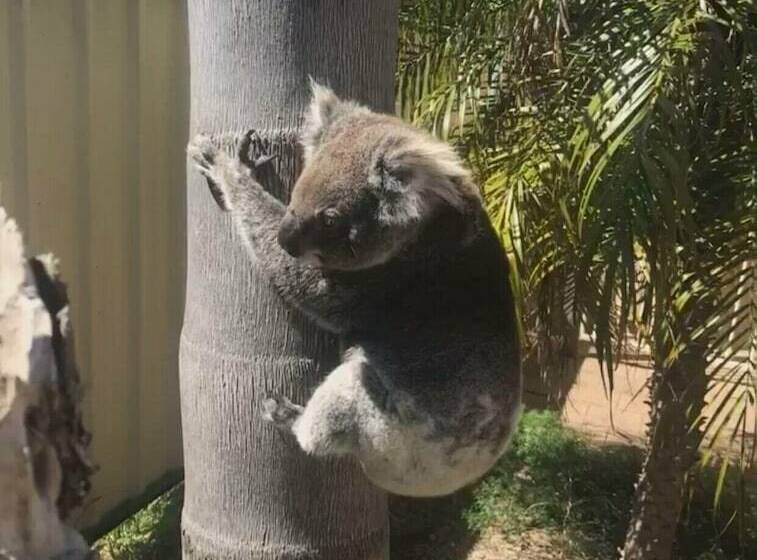 בית מלון כפרי Corlette Palms Motor Inn