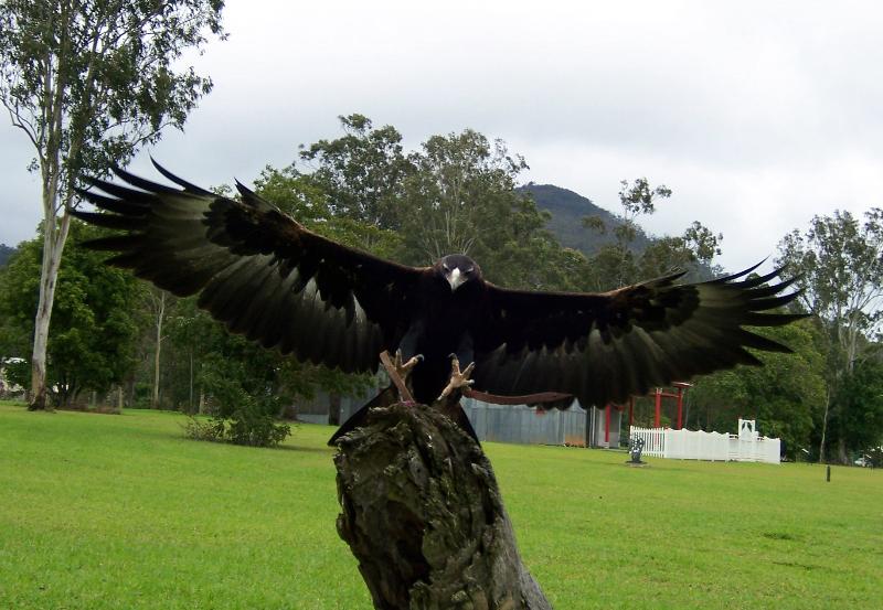 فندق Oreillys Rainforest Retreat