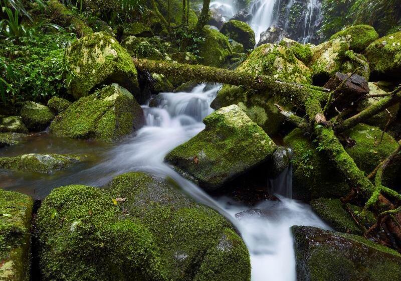 فندق Oreillys Rainforest Retreat