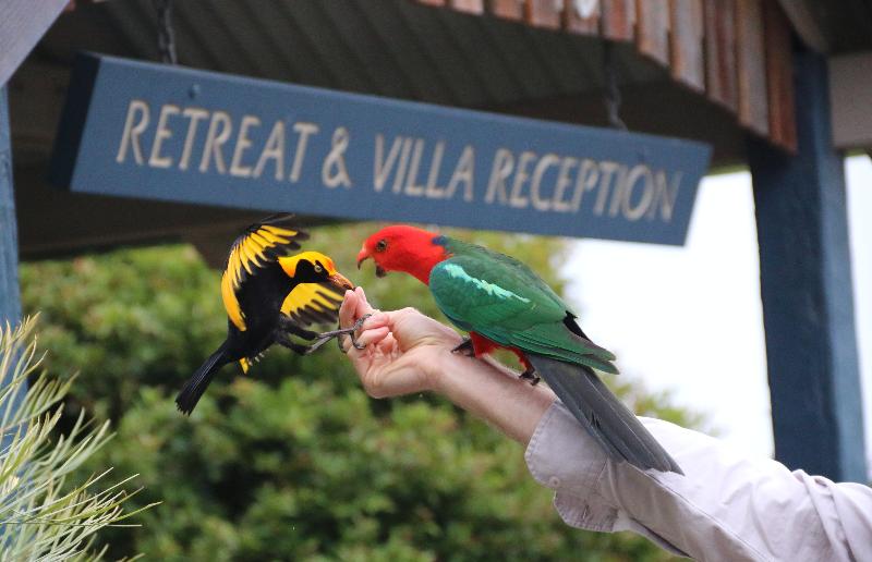 فندق Oreillys Rainforest Retreat