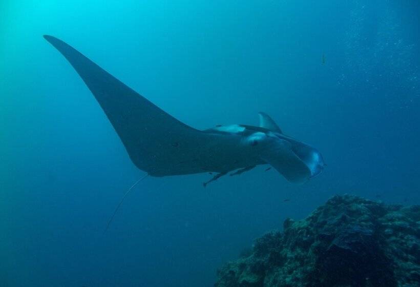 리조트 Heron Island