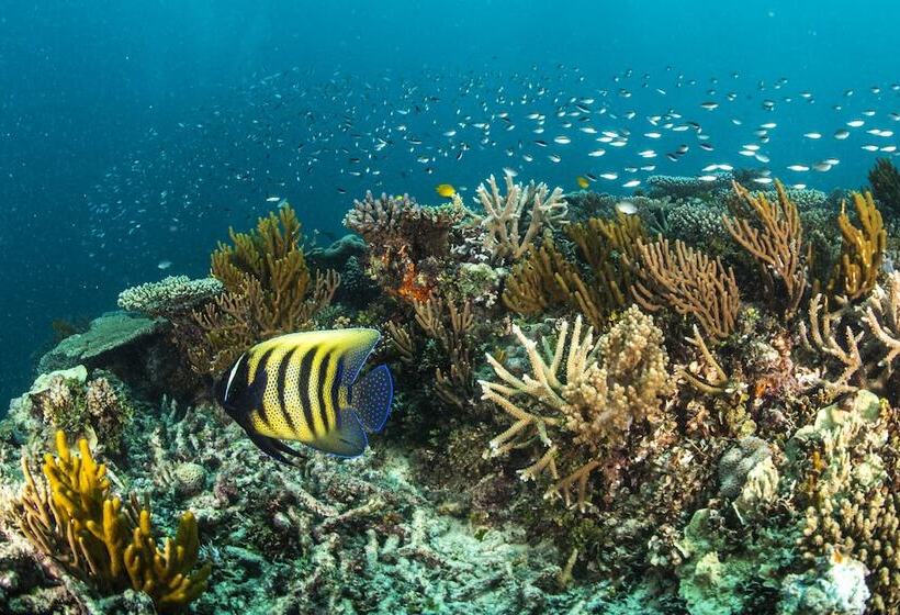 리조트 Heron Island