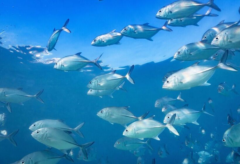 리조트 Heron Island