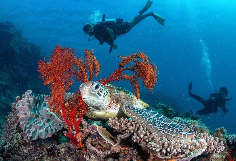 리조트 Heron Island