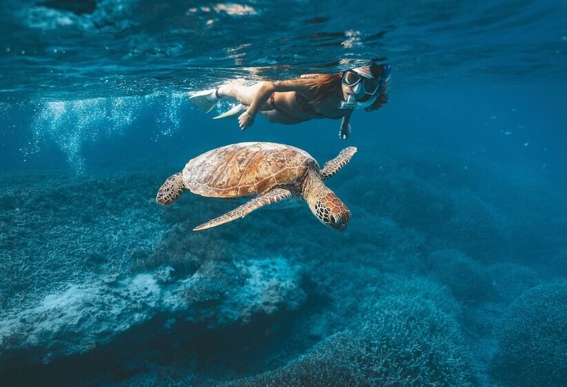 리조트 Heron Island