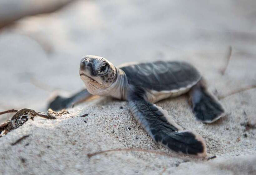 리조트 Heron Island