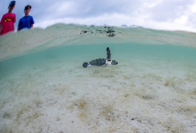 리조트 Heron Island
