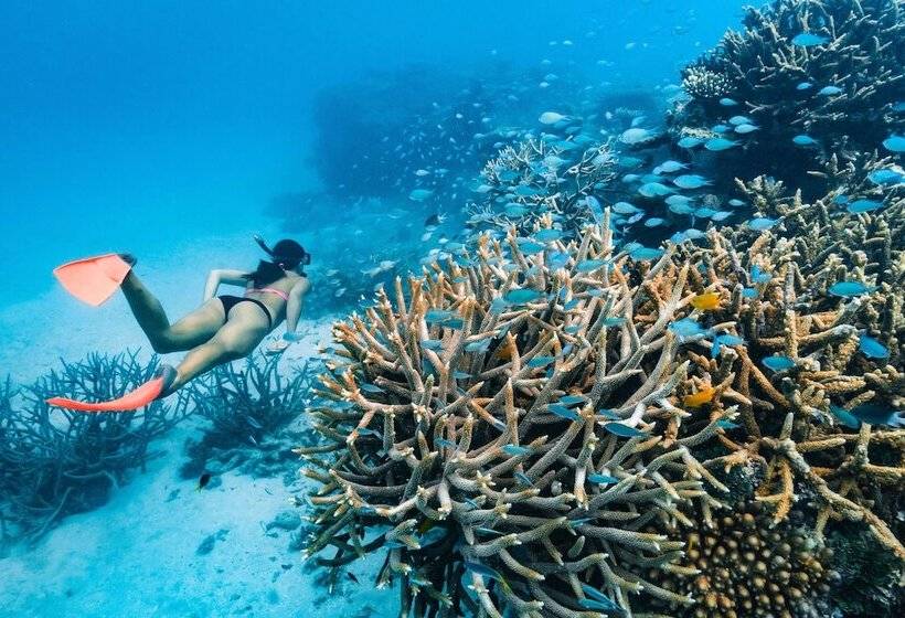 منتجع Orpheus Island Lodge