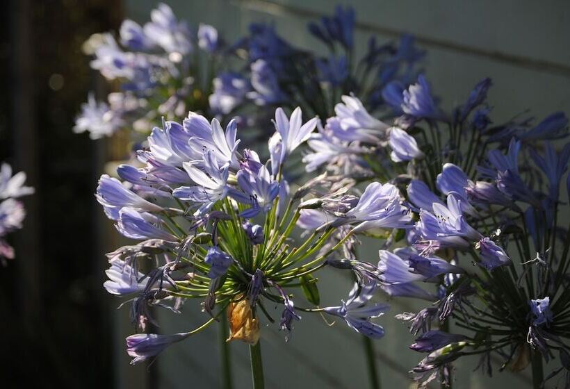 בית מלון כפרי Airlie House Motor Inn