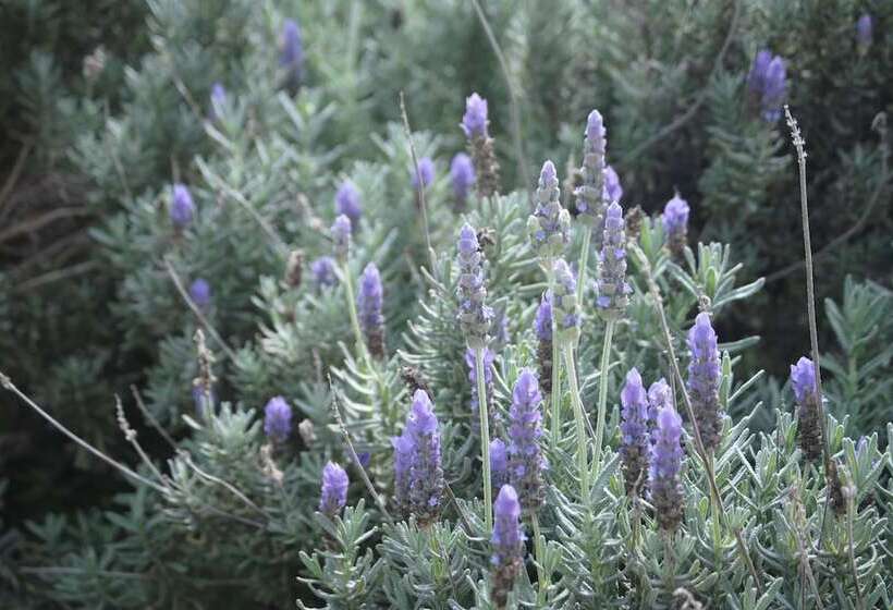 בית מלון כפרי Airlie House Motor Inn