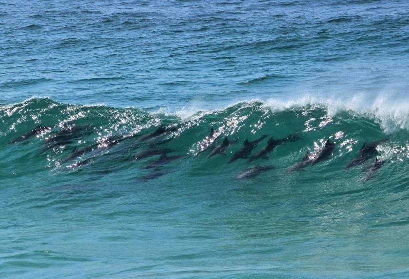 هتل Arabella Motor Inn