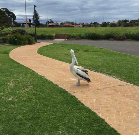 هتل Foreshore Motor Inn