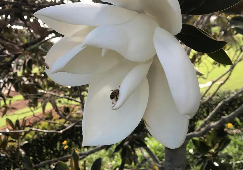 هتل Park Motor Inn