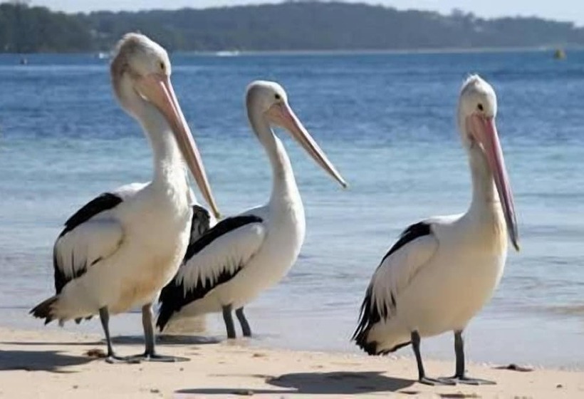 فندق Pelican Sands Scamander