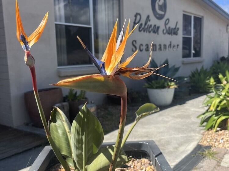 فندق Pelican Sands Scamander