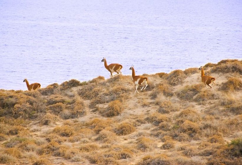 هتل Peninsula Valdes