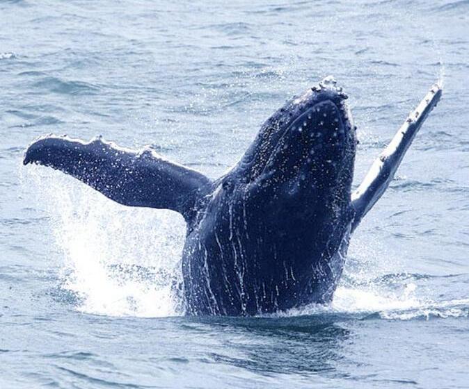 בית מלון כפרי Pigeon House Motor Inn