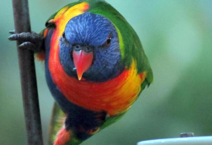 The Bower At Broulee