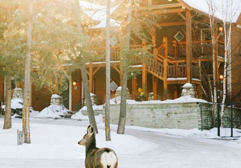 فندق Buffalo Mountain Lodge