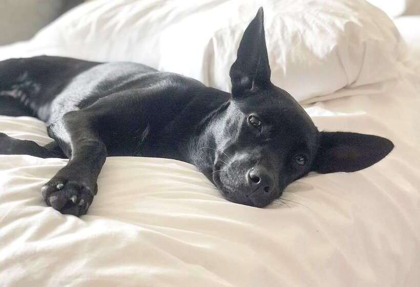 Coast Edmonton Plaza Hotel By Apa