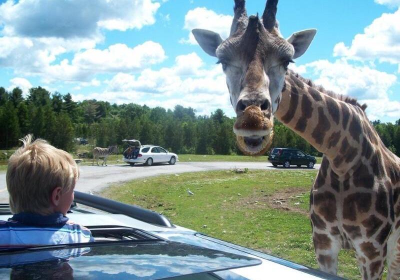 酒店 Comfort Inn South Shore