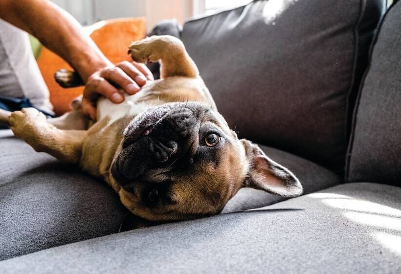 בית מלון כפרי Holiday Inn Calgary Airport, An Ihg