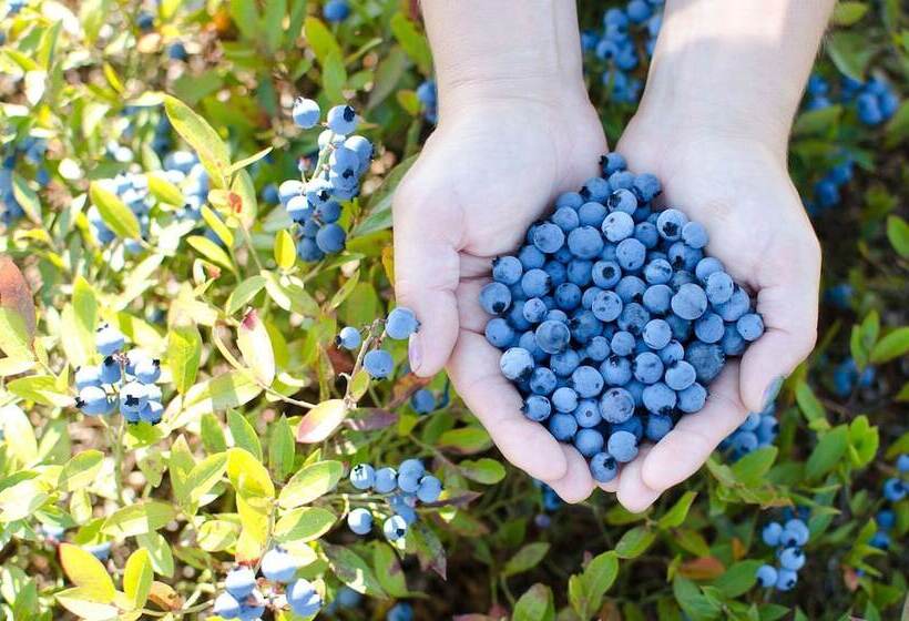 فندق Universel Alma