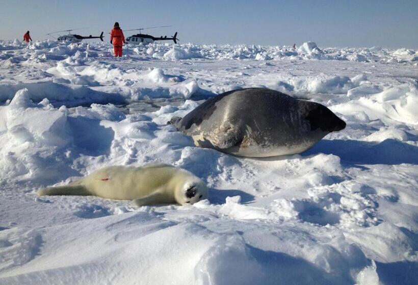 فندق Château Madelinot