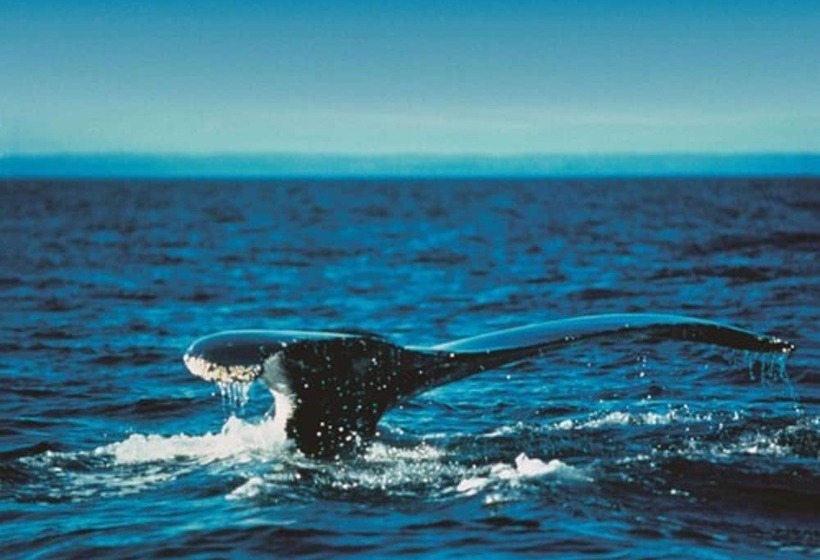 Отель Fairmont Le Manoir Richelieu