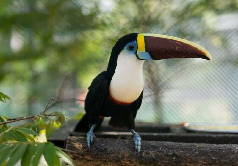 Отель Peacock Beach Resort & Spa