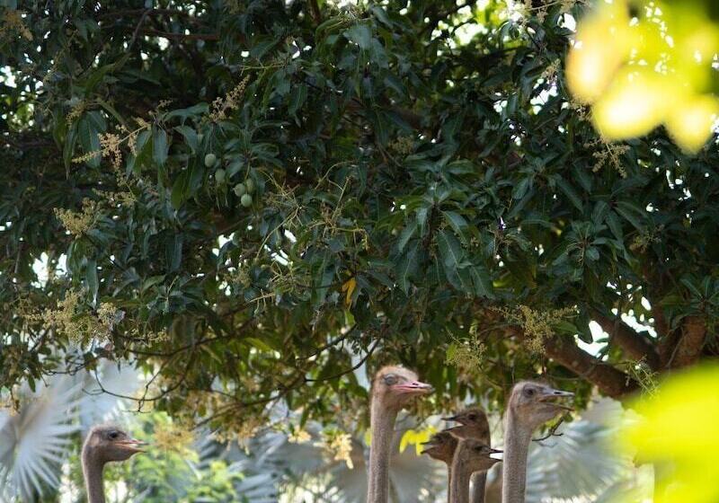 Отель Peacock Beach Resort & Spa