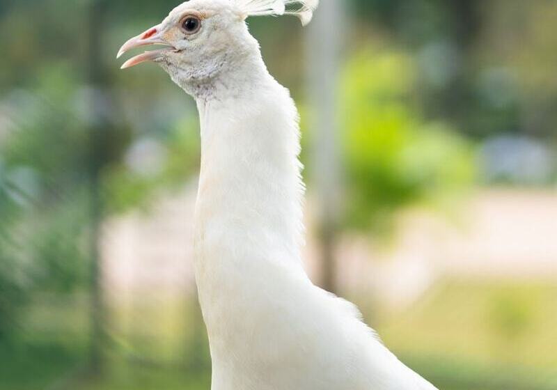 Отель Peacock Beach Resort & Spa