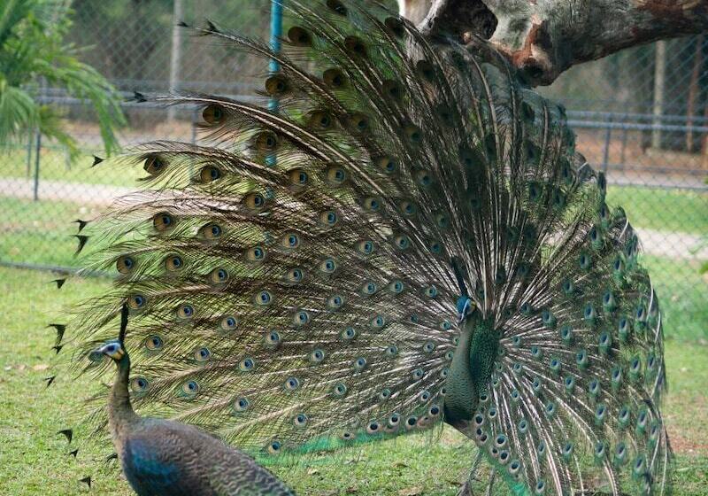 Отель Peacock Beach Resort & Spa