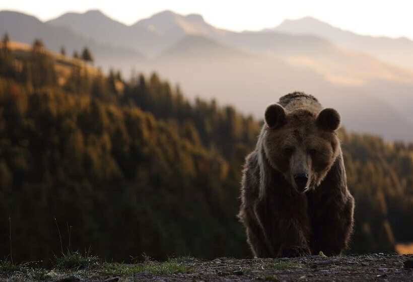 Valsana Hotel Arosa   Small Luxury