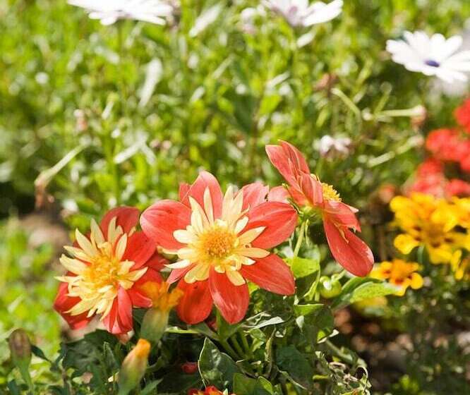 Historic Hotel Falken