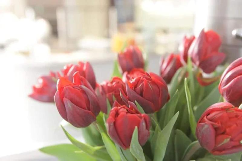 فندق Berliner Hof