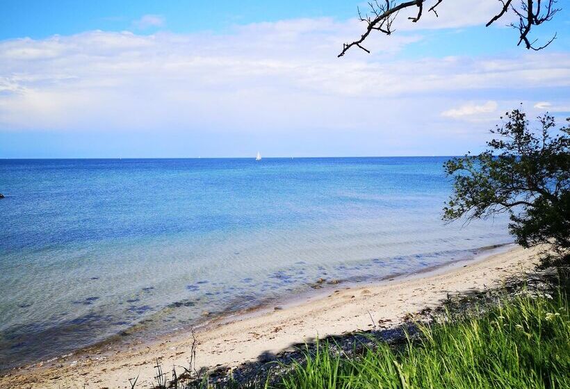 Birke, Ringhotel Kiel